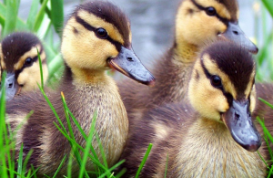 cara membuat pakan bebek