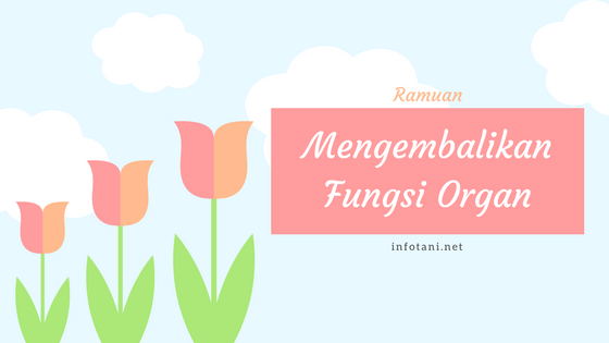 mengembalikan fungsi organ